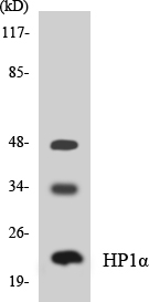 CBX5 / HP1 Alpha Antibody - Western blot analysis of lysates from Jurkat cells, treated with insulin 0.01U/ml 15', using HP1 alpha Antibody. The lane on the right is blocked with the synthesized peptide.