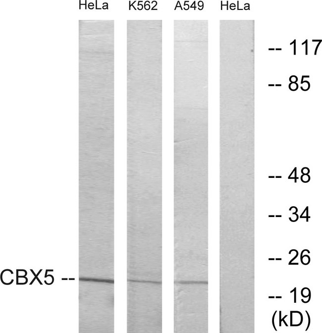 CBX5 / HP1 Alpha Antibody - Western blot analysis of lysates from HeLa, A549, and K562 cells, using CBX5 Antibody. The lane on the right is blocked with the synthesized peptide.