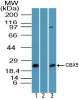 CBX5 / HP1 Alpha Antibody - Western blot of CBX5 in HCT-116 cell lysate in the 1) absence and 2) presence of immunizing peptide and 3) NIH 3T3 cell lysate using Polyclonal Antibody to CBX5 at3 ug/ml. Goat anti-rabbit Ig HRP secondary antibody, and PicoTect ECL substrate solution, were used for this test.