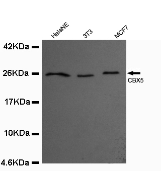 CBX5 / HP1 Alpha Antibody - CBX5 antibody at 1/1000 dilution: Lane1: Nuclear extracts of HeLa cell 40 ug/Lane Lane2: 3T3 whole cell lysate 40 ug/Lane Lane3: MCF7 whole cell lysate 40 ug/Lane Lane4: Nuclear extracts of HeLa cell 40 ug/Lane.