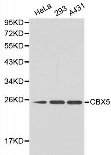 CBX5 / HP1 Alpha Antibody - Western blot of CBX5 pAb in extracts from Hela, 293 and A431 cells.