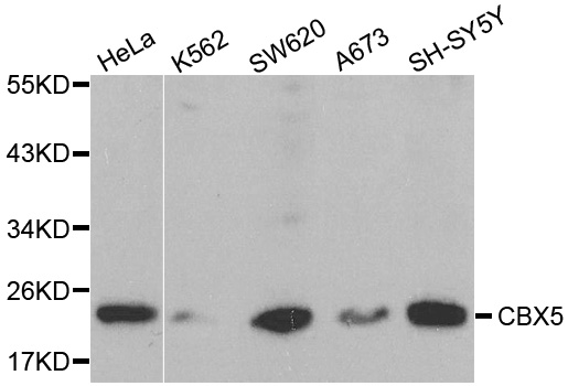 CBX5 / HP1 Alpha Antibody - Western blot analysis of extracts of various cell lines, using CBX5 antibody at 1:1000 dilution. The secondary antibody used was an HRP Goat Anti-Rabbit IgG (H+L) at 1:10000 dilution. Lysates were loaded 25ug per lane and 3% nonfat dry milk in TBST was used for blocking.