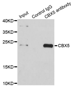 CBX5 / HP1 Alpha Antibody - Immunoprecipitation analysis of 200ug extracts of HeLa cells using 1ug CBX5 antibody. Western blot was performed from the immunoprecipitate using CBX5 antibodyat a dilition of 1:1000.