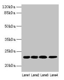 CBX5 / HP1 Alpha Antibody - Western blot All lanes: CBX5 antibody at 9µg/ml Lane 1: K562 whole cell lysate Lane 2: MCF-7 whole cell lysate Lane 3: 293T whole cell lysate Lane 4: Hela whole cell lysate Secondary Goat polyclonal to rabbit IgG at 1/10000 dilution Predicted band size: 22 kDa Observed band size: 22 kDa