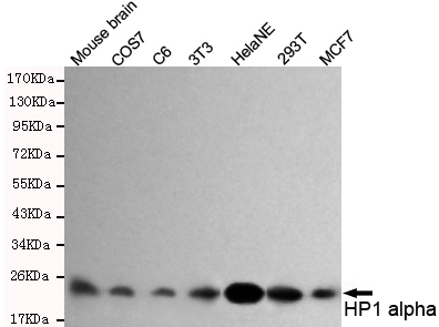 CBX5 / HP1 Alpha Antibody - Western blot detection of HP1 alpha in MCF7, 293T, HeLa NE, 3T3, C6, COS7 and Mouse brain lysates and using HP1 alpha mouse monoclonal antibody (1:1000 dilution). Predicted band size: 22KDa. Observed band size: 22KDa