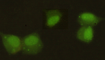 CBX5 / HP1 Alpha Antibody - Immunocytochemistry stain of HeLa using HP1 alpha mouse monoclonal antibody (1:300).