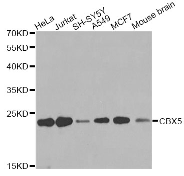 CBX5 / HP1 Alpha Antibody - Western blot analysis of extracts of various cell lines, using CBX5 antibody at 1:1000 dilution. The secondary antibody used was an HRP Goat Anti-Rabbit IgG (H+L) at 1:10000 dilution. Lysates were loaded 25ug per lane and 3% nonfat dry milk in TBST was used for blocking. An ECL Kit was used for detection and the exposure time was 30s.