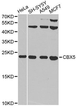 CBX5 / HP1 Alpha Antibody - Western blot analysis of extracts of various cell lines, using CBX5 antibody at 1:1000 dilution. The secondary antibody used was an HRP Goat Anti-Rabbit IgG (H+L) at 1:10000 dilution. Lysates were loaded 25ug per lane and 3% nonfat dry milk in TBST was used for blocking. An ECL Kit was used for detection and the exposure time was 90s.