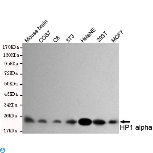 CBX5 / HP1 Alpha Antibody - Western blot detection of HP1 alpha in MCF7, 293T, HelaNE, 3T3, C6, COS7 and Mouse brain lysates and using HP1 alpha mouse mAb (1:1000 diluted). Predicted band size: 22KDa. Observed band size: 22KDa.