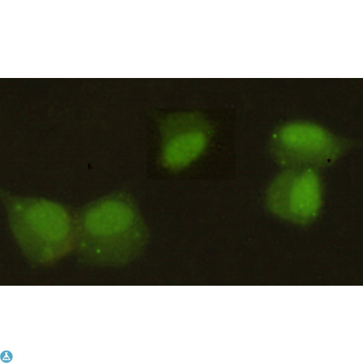 CBX5 / HP1 Alpha Antibody - Immunocytochemistry stain of Hela using HP1 alpha mouse mAb (1:300).