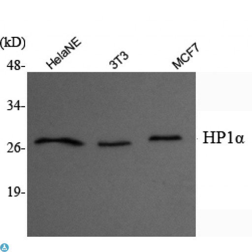 CBX5 / HP1 Alpha Antibody - Western Blot (WB) analysis using HP1alpha Monoclonal Antibody against HeLa nuclear extract, 3T3, MCF7 whole cell lysate.