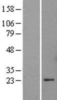 CBX5 / HP1 Alpha Protein - Western validation with an anti-DDK antibody * L: Control HEK293 lysate R: Over-expression lysate