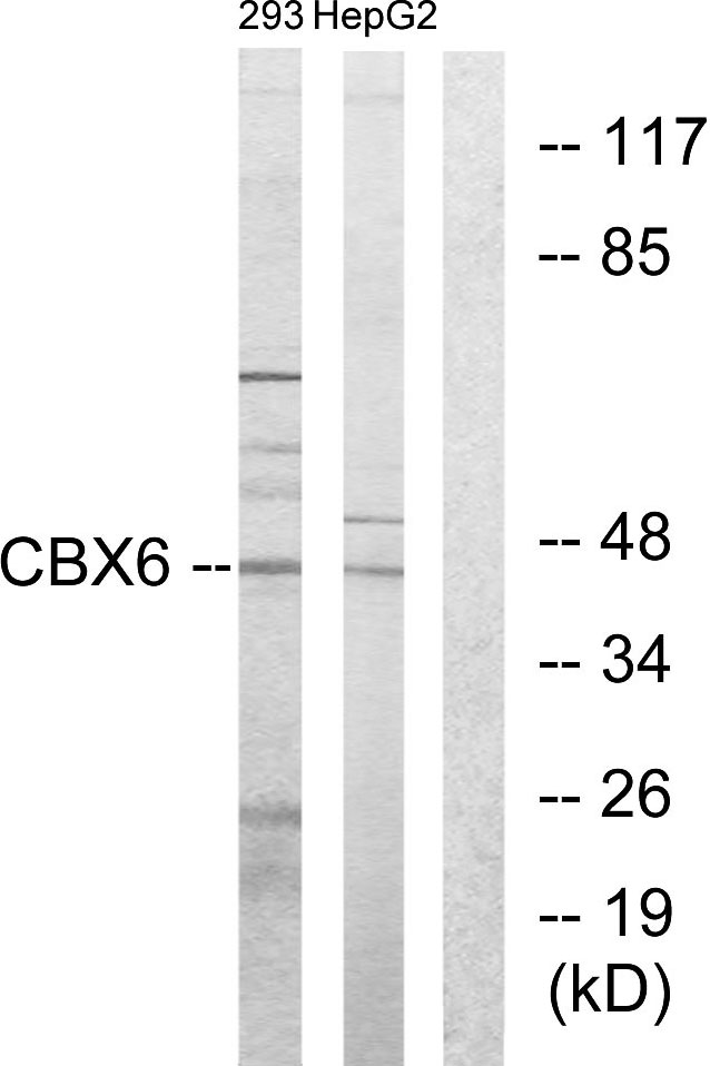 CBX6 Antibody - Western blot analysis of lysates from 293 and HepG2 cells, using CBX6 Antibody. The lane on the right is blocked with the synthesized peptide.