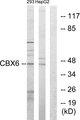 CBX6 Antibody - Western blot analysis of extracts from 293 cells and HepG2 cells, using CBX6 antibody.
