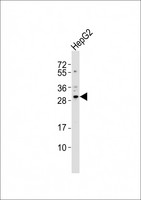 CBX7 Antibody - Anti-CBX7 Antibody at 1:1000 dilution + HepG2 whole cell lysates Lysates/proteins at 20 ug per lane. Secondary Goat Anti-Rabbit IgG, (H+L), Peroxidase conjugated at 1/10000 dilution Predicted band size : 28 kDa Blocking/Dilution buffer: 5% NFDM/TBST.