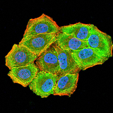 CBX7 Antibody - Immunofluorescence analysis of Hela cells using CBX7 mouse mAb (green). Blue: DRAQ5 fluorescent DNA dye. Red: Actin filaments have been labeled with Alexa Fluor- 555 phalloidin. Secondary antibody from Fisher