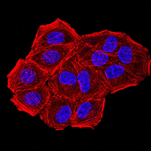 CBX7 Antibody - Immunofluorescence analysis of Hela cells using CBX7 mouse mAb. Blue: DRAQ5 fluorescent DNA dye. Red: Actin filaments have been labeled with Alexa Fluor- 555 phalloidin.