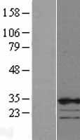 CBX7 Protein - Western validation with an anti-DDK antibody * L: Control HEK293 lysate R: Over-expression lysate