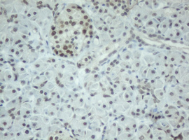 CBX8 Antibody - IHC of paraffin-embedded Human pancreas tissue using anti-CBX8 mouse monoclonal antibody.