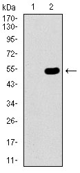 CBX8 Antibody - Western blot using CBX8 monoclonal antibody against HEK293 (1) and CBX8 (AA: 17-222)-hIgGFc transfected HEK293 (2) cell lysate.