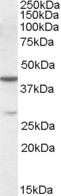 CBX8 Antibody - Antibody (0.1 ug/ml) staining of K562 lysate (35 ug protein in RIPA buffer). Primary incubation was 1 hour. Detected by chemiluminescence.