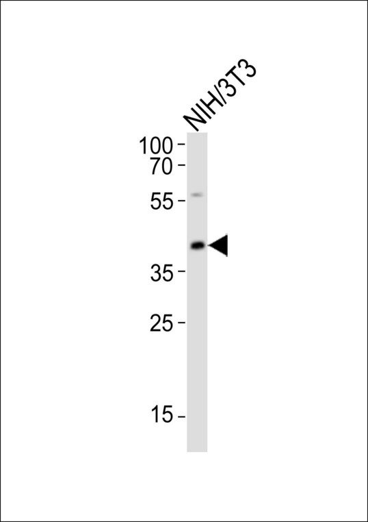 CBX8 Antibody - Western blot of lysate from mouse NIH/3T3 cell line with CBX8 Antibody. Antibody was diluted at 1:1000. A goat anti-rabbit IgG H&L (HRP) at 1:10000 dilution was used as the secondary antibody. Lysate at 20 ug.