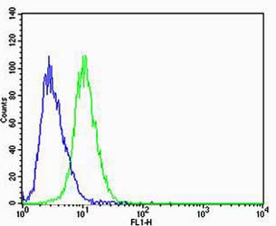 CBX8 Antibody - Flow cytometric of A549 cells with CBX8 Antibody (green) compared to an isotype control of mouse IgG1 (blue). Antibody was diluted at 1:25 dilution. An Alexa Fluor 488 goat anti-mouse lgG at 1:400 dilution was used as the secondary antibody.
