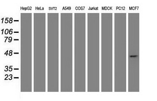 CBX8 Antibody - Western blot of extracts (35 ug) from 9 different cell lines by using g anti-CBX8 monoclonal antibody (HepG2: human; HeLa: human; SVT2: mouse; A549: human; COS7: monkey; Jurkat: human; MDCK: canine; PC12: rat; MCF7: human).