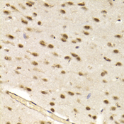 CBX8 Antibody - Immunohistochemistry of paraffin-embedded mouse brain tissue.