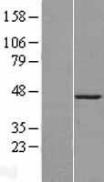 CBX8 Protein - Western validation with an anti-DDK antibody * L: Control HEK293 lysate R: Over-expression lysate