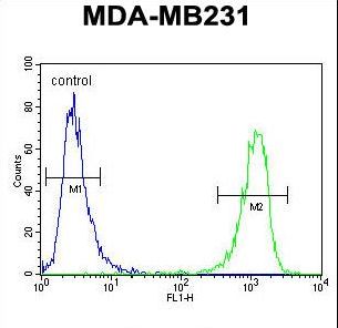CBY1 / PGEA1 Antibody - HRIHFB2025 Antibody flow cytometry of MDA-MB231 cells (right histogram) compared to a negative control cell (left histogram). FITC-conjugated goat-anti-rabbit secondary antibodies were used for the analysis.