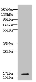CBY1 / PGEA1 Antibody - Western blot All Lanes: CBY1 antibody IgG at 5.3ug/ml+ Mouse lung tissue Secondary Goat polyclonal to rabbit IgG at 1/10000 dilution Predicted band size: 14 kDa Observed band size: 14 kDa