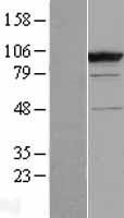 CC2D1B Protein - Western validation with an anti-DDK antibody * L: Control HEK293 lysate R: Over-expression lysate