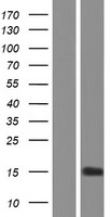 CC2D2A Protein - Western validation with an anti-DDK antibody * L: Control HEK293 lysate R: Over-expression lysate