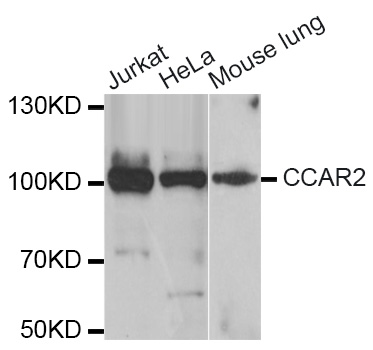 CCAR2 / KIAA1967 Antibody - Western blot analysis of extracts of various cell lines.