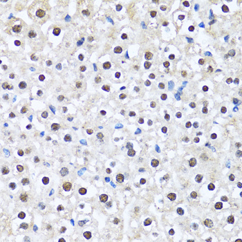 CCAR2 / KIAA1967 Antibody - Immunohistochemistry of paraffin-embedded mouse liver tissue.