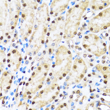 CCAR2 / KIAA1967 Antibody - Immunohistochemistry of paraffin-embedded mouse kidney tissue.