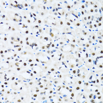CCAR2 / KIAA1967 Antibody - Immunohistochemistry of paraffin-embedded mouse stomach tissue.