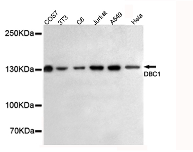 CCAR2 / KIAA1967 Antibody - Western blot detection of DBC1 in HeLa, A549, Jurkat, C6, 3T3 and COS7 cell lysates using DBC1 mouse monoclonal antibody (1:500 dilution). Predicted band size: 130KDa. Observed band size:130KDa.