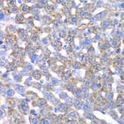 CCBL1 Antibody - Immunohistochemistry of paraffin-embedded mouse liver tissue.