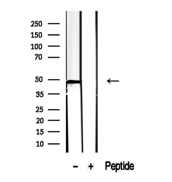 CCBL1 Antibody - Western blot analysis of extracts of L02 cells using CCBL1/KAT1 antibody.