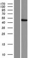 CCBL2 Protein - Western validation with an anti-DDK antibody * L: Control HEK293 lysate R: Over-expression lysate