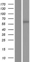 CCDC105 Protein - Western validation with an anti-DDK antibody * L: Control HEK293 lysate R: Over-expression lysate