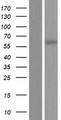 CCDC105 Protein - Western validation with an anti-DDK antibody * L: Control HEK293 lysate R: Over-expression lysate