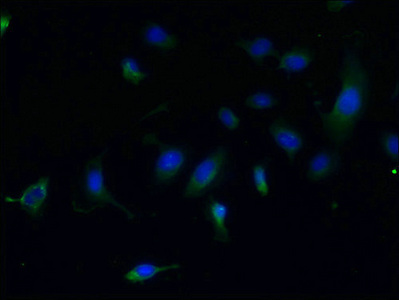 CCDC108 Antibody - Immunofluorescent analysis of U251 cells using CFAP65 Antibody at dilution of 1:100 and Alexa Fluor 488-congugated AffiniPure Goat Anti-Rabbit IgG(H+L)