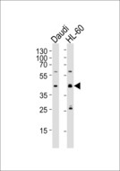 CCDC109B Antibody - Western blot of lysates from Daudi, HL-60 cell line (from left to right), using C109B Antibody. Antibody was diluted at 1:1000 at each lane. A goat anti-rabbit IgG H&L (HRP) at 1:5000 dilution was used as the secondary antibody. Lysates at 35ug per lane.