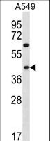 CCDC109B Antibody - C109B Antibody western blot of A549 cell line lysates (35 ug/lane). The C109B antibody detected the C109B protein (arrow).