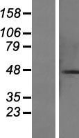 CCDC113 Protein - Western validation with an anti-DDK antibody * L: Control HEK293 lysate R: Over-expression lysate