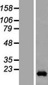 CCDC12 Protein - Western validation with an anti-DDK antibody * L: Control HEK293 lysate R: Over-expression lysate
