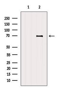 CCDC120 Antibody